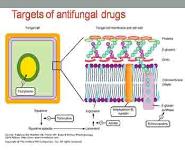 Antifungal Drugs PowerPoint Presentation
