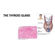 The Thyroid Gland PowerPoint Presentation
