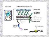 Medicinal Chemistry of Antifungal Agents
