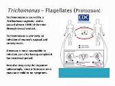 Parasitology And Protozoans