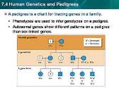 Human Genetics And Pedigrees