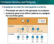 Human Genetics And Pedigrees PowerPoint Presentation Notes