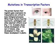 Transcriptional Control of Gene Expression PowerPoint Presentation