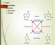 Bacterial Genetics PowerPoint Presentation Notes