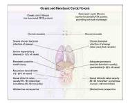 Cystic Fibrosis PowerPoint Presentation