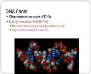 DNA and RNA PowerPoint Presentation