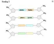 DNA PowerPoint Presentation Notes