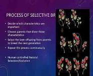 Human Technology-Genetically Modified Organisms Artificial Selection Selective Breeding Animal Husbandry Gene Therapy PowerPoint Presentation