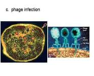 Molecular Genetics PowerPoint Presentation