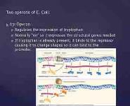 Regulation of Gene Expression PowerPoint Presentation