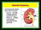 Renal Functions and Basic Concepts