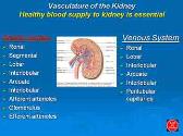 The Urinary System-Filtration And Fluid Balance