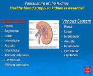 The Urinary System-Filtration And Fluid Balance PowerPoint Presentation