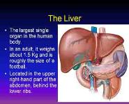 Indications For Liver Transplantation PowerPoint Presentation Notes