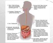 Basic Nutrition And Nutritional Therapy PowerPoint Presentation Notes