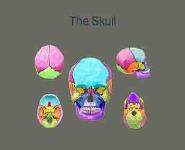 Brain Anatomy And Physiology PowerPoint Presentation Notes