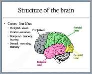 Neuropsychology and Memory PowerPoint Presentation