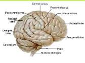 Cerebral Hemisphere-Sulci And Gyri And Functional Areas