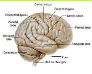 Cerebral Hemisphere-Sulci And Gyri And Functional Areas PowerPoint Presentation Notes