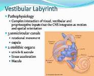 Dizziness And Vertigo PowerPoint Presentation