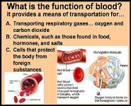 Blood Anatomy PowerPoint Presentation