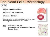Red Blood Cell Physiology