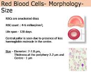 Red Blood Cell Physiology PowerPoint Presentation