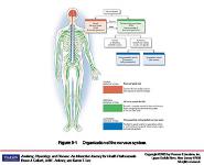 The Nervous System-The Bodys Control Center PowerPoint Presentation