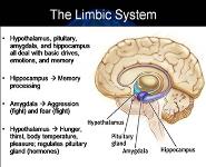 Brain Structure And Function PowerPoint Presentation Notes