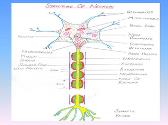 Nerve Muscle Physiology