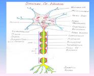 Nerve Muscle Physiology PowerPoint Presentation