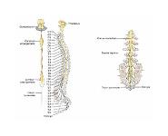 Neurological Assessment PowerPoint Presentation Notes