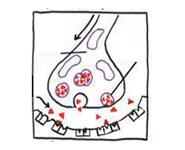 Neurotransmission PowerPoint Presentation Notes