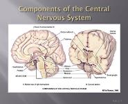 Neurologic Assessment PowerPoint Presentation Notes