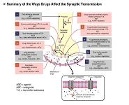 Neurotransmitters PowerPoint Presentation