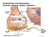 Neurotransmitter And Receptors