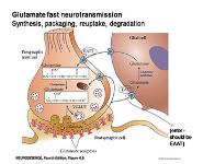 Neurotransmitter And Receptors PowerPoint Presentation