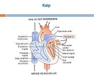 Heart KALP PowerPoint Presentation