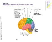 About Sensation and Perception PowerPoint Presentation