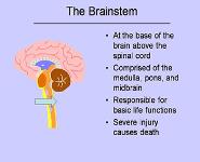 Introduction To Traumatic Brain Injury-TBI For Educators PowerPoint Presentation