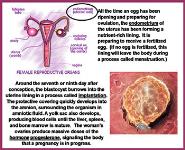 Prenatal Development PowerPoint Presentation