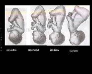 Mechanism of Labour PowerPoint Presentation