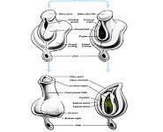 Development of Genital System PowerPoint Presentation