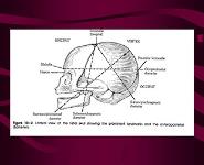Management of Normal Labour and Delivery PowerPoint Presentation