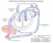 Fertilization Implantation And Early Development of The Embryo PowerPoint Presentation