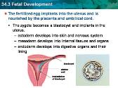 Fetal Development