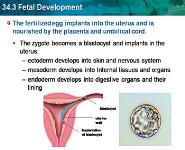 Fetal Development PowerPoint Presentation
