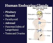 Endocrine System PowerPoint Presentation