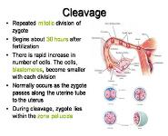 Implantation Conception Development of Placenta and Establishment of Fetomaternal Circulation PowerPoint Presentation