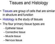 EPITHELIAL CELLS PowerPoint Presentation